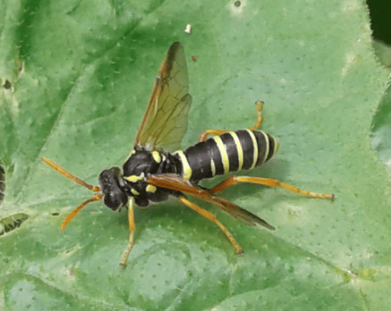 Tenthredinidae : Tenthredo scrophulariae?